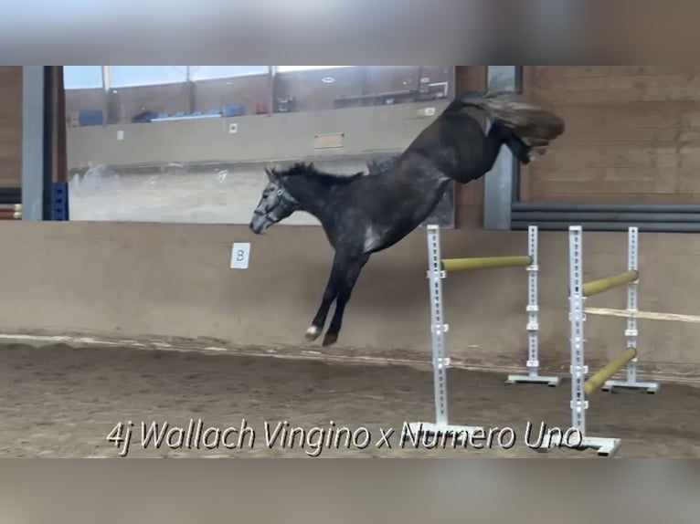 Bavarian Warmblood Gelding 5 years 16.2 hh Grey-Dapple in Horb am Neckar