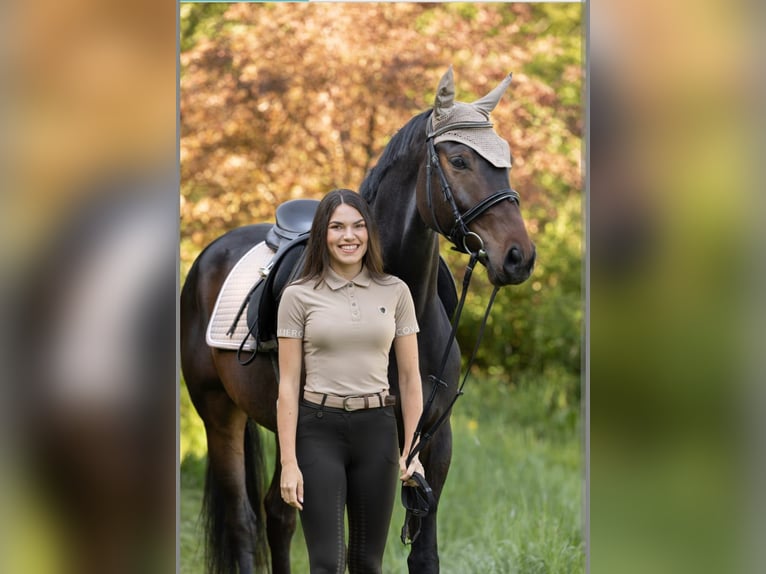 Bavarian Warmblood Gelding 5 years 16,2 hh Smoky-Black in Erharting