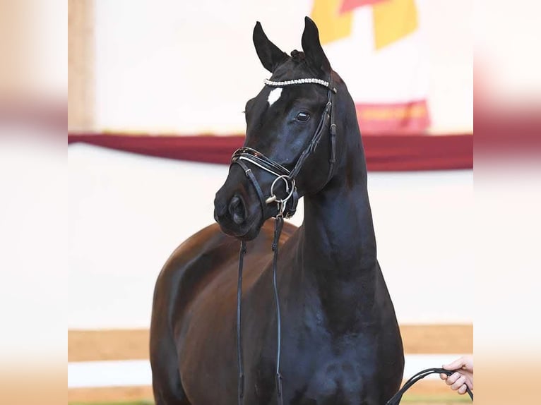 Bavarian Warmblood Gelding 5 years 16,3 hh Black in Garsten