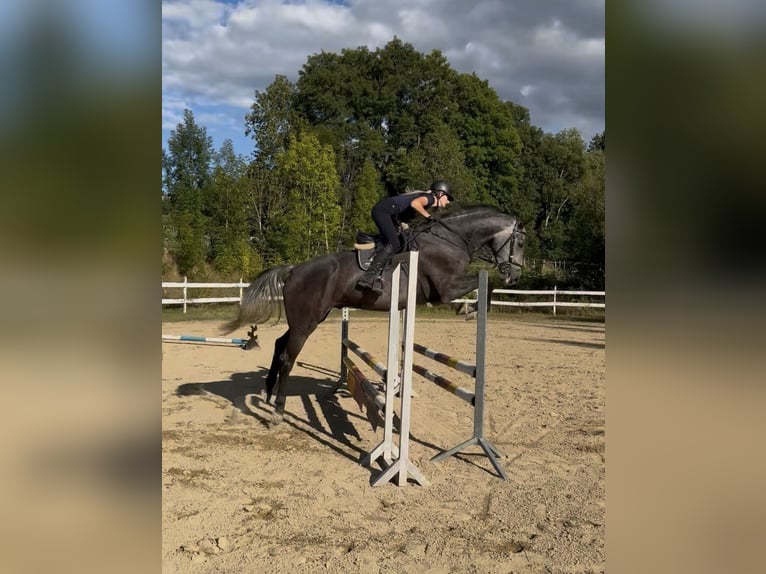 Bavarian Warmblood Gelding 5 years 16.3 hh Grey-Dapple in Witzmannsberg