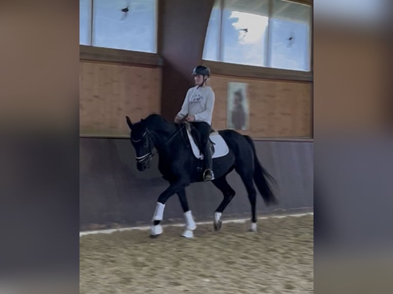 Bavarian Warmblood Gelding 5 years 16,1 hh Black in Wolnzach