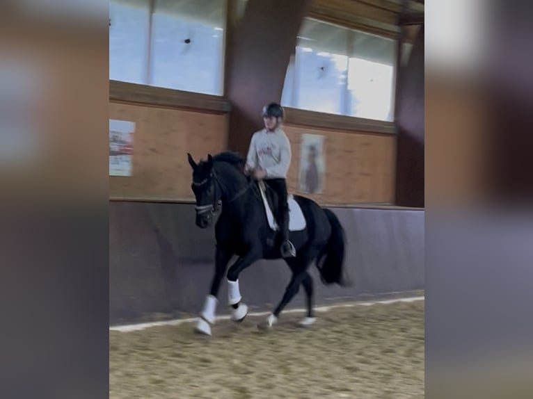 Bavarian Warmblood Gelding 5 years 16,1 hh Black in Wolnzach