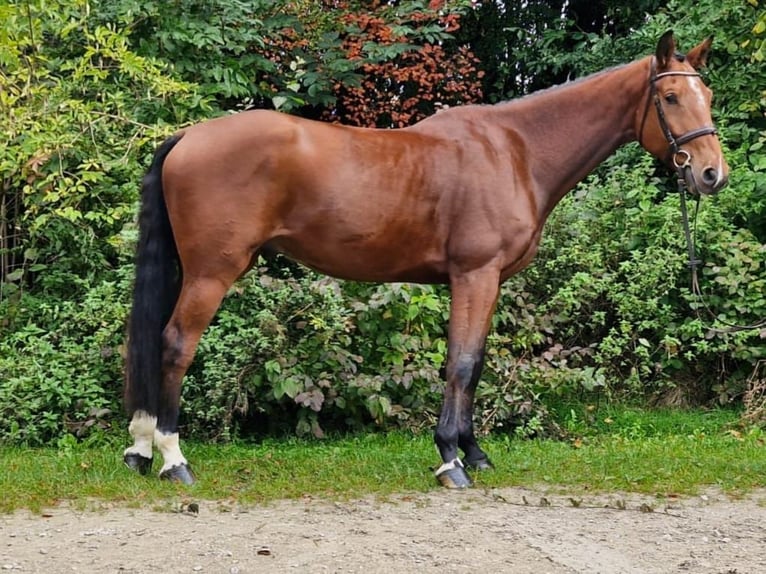 Bavarian Warmblood Gelding 5 years 16,2 hh Brown in Geisenfeld Bavarian Warmblood Gelding 5 years 16,2 hh Brown in Geisenfeld