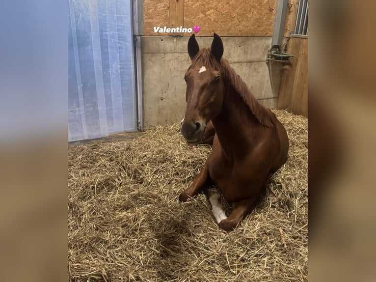 Bavarian Warmblood Gelding 5 years 16,2 hh Chestnut-Red in Niederstotzingen