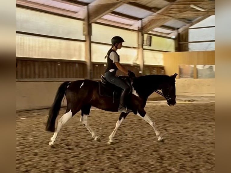 Bavarian Warmblood Gelding 6 years 15.1 hh Pinto in Würzburg