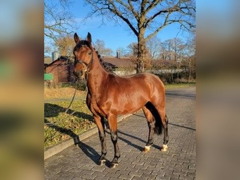 Bavarian Warmblood Gelding 6 years 16,1 hh Brown in Karlsfeld