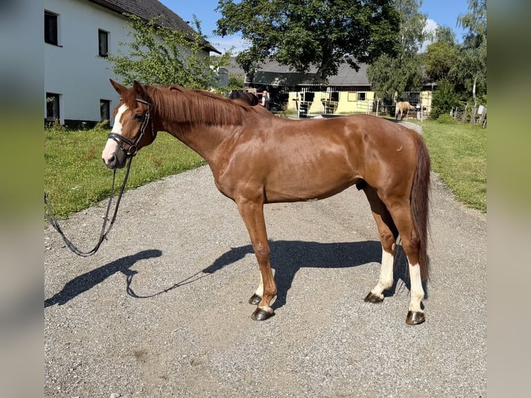Bavarian Warmblood Gelding 6 years 16.1 hh Chestnut-Red in Davidschlag