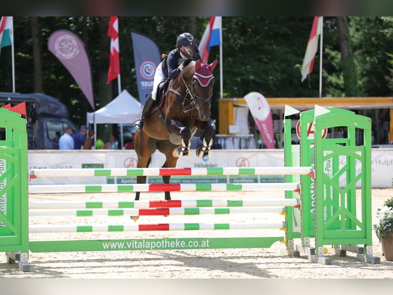 Bavarian Warmblood Gelding 6 years 16,2 hh Smoky-Black in Altötting