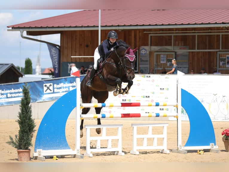 Bavarian Warmblood Gelding 6 years 16,2 hh Smoky-Black in Altötting