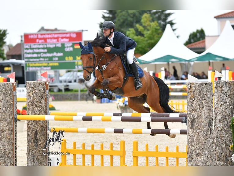 Bavarian Warmblood Gelding 6 years 16 hh Brown in Huglfing