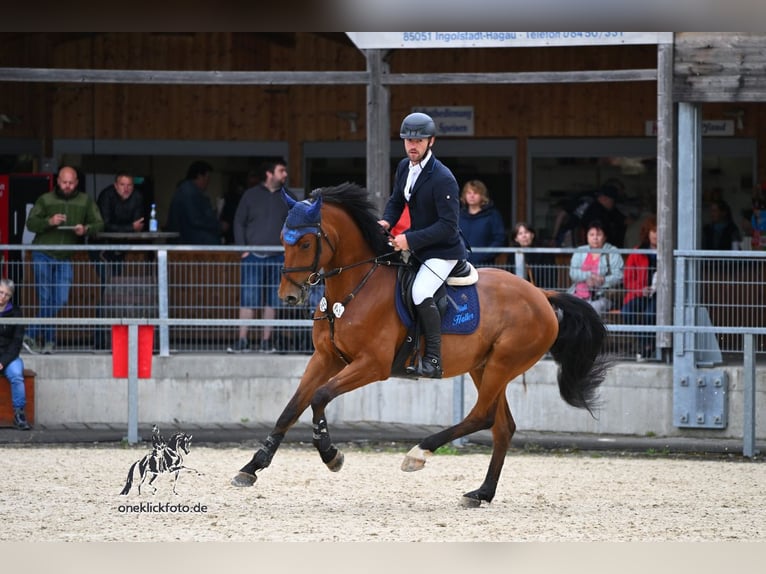 Bavarian Warmblood Gelding 6 years 16 hh Brown in Huglfing