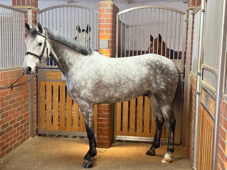 Bavarian Warmblood Gelding 6 years 16 hh Gray in Küps