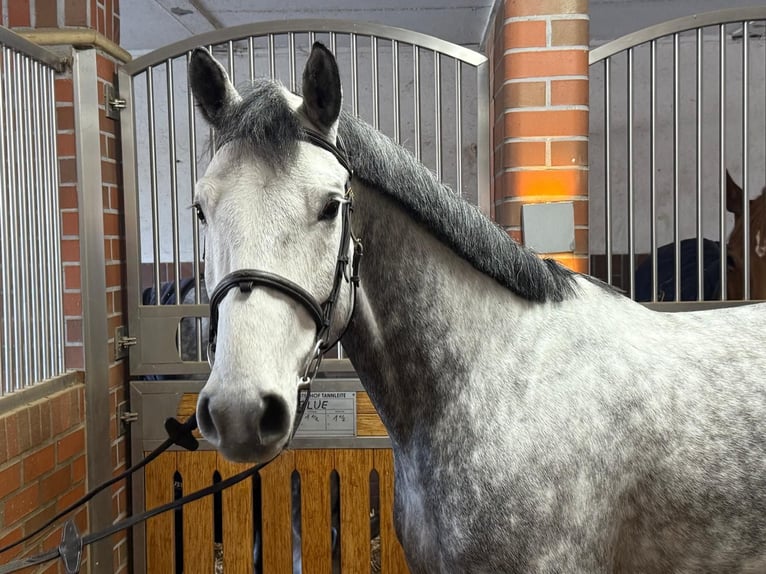 Bavarian Warmblood Gelding 6 years 16 hh Gray in Küps