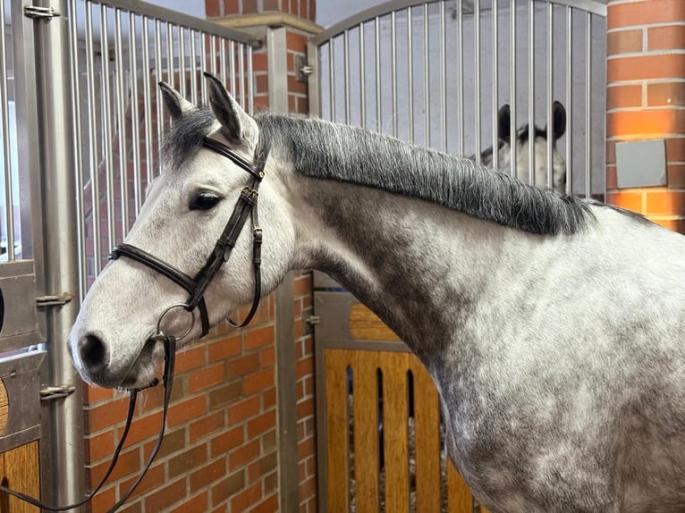 Bavarian Warmblood Gelding 6 years 16 hh Gray in Küps