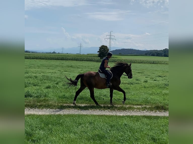 Bavarian Warmblood Gelding 6 years 17,2 hh Brown in Bruckmühl