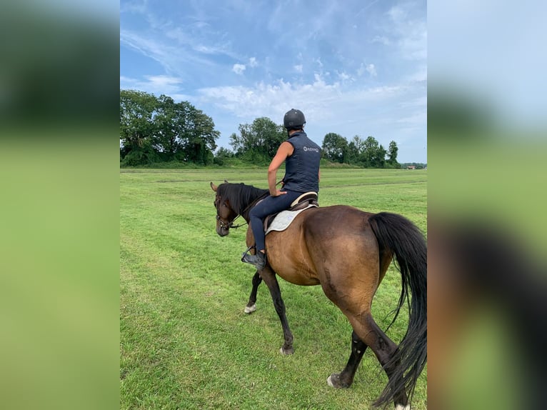 Bavarian Warmblood Gelding 6 years 17,2 hh Brown in Bruckmühl