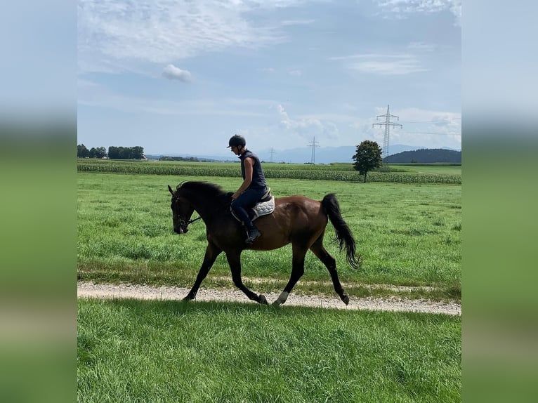 Bavarian Warmblood Gelding 6 years 17,2 hh Brown in Bruckmühl