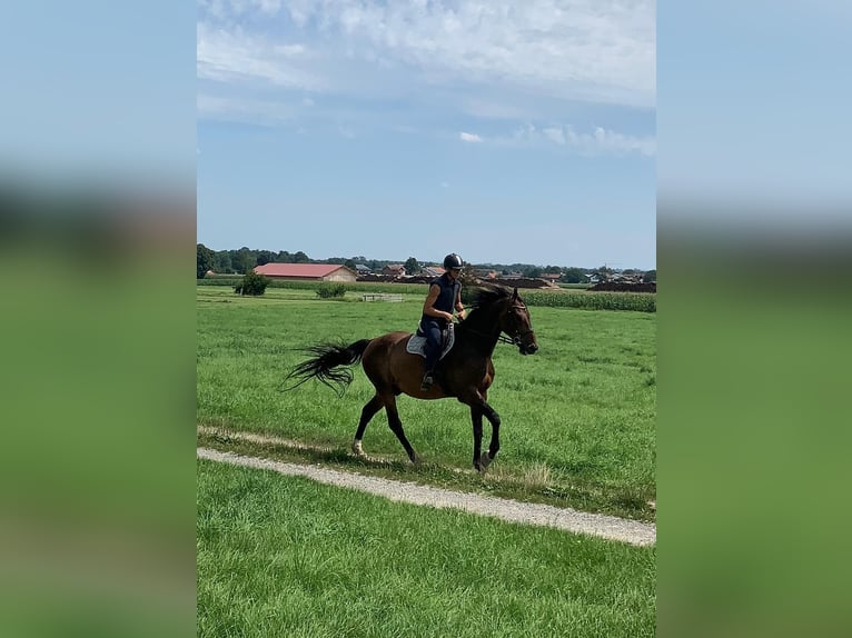 Bavarian Warmblood Gelding 6 years 17,2 hh Brown in Bruckmühl