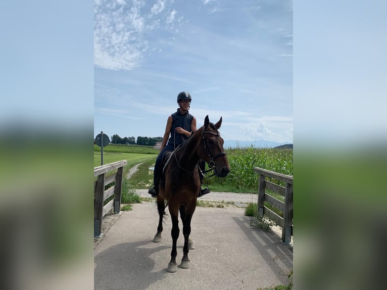 Bavarian Warmblood Gelding 6 years 17,2 hh Brown in Bruckmühl