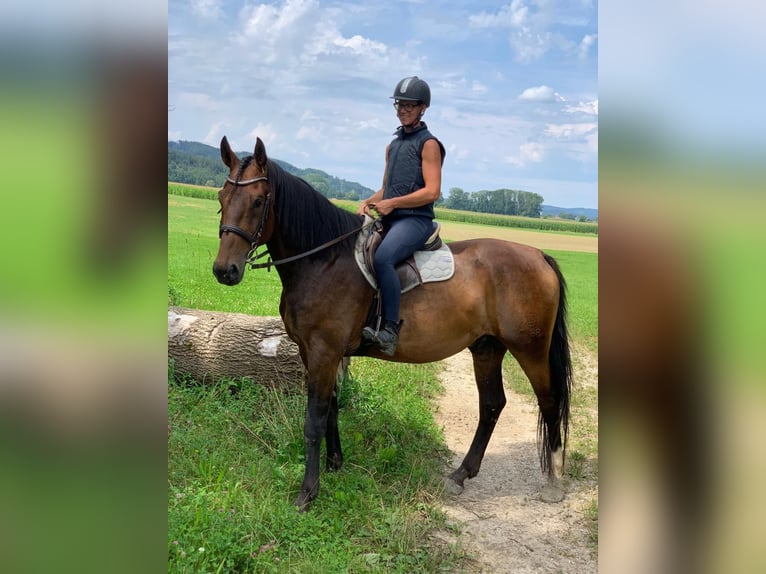 Bavarian Warmblood Gelding 6 years 17,2 hh Brown in Bruckmühl