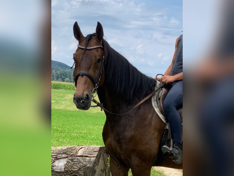 Bavarian Warmblood Gelding 6 years 17,2 hh Brown in Bruckmühl