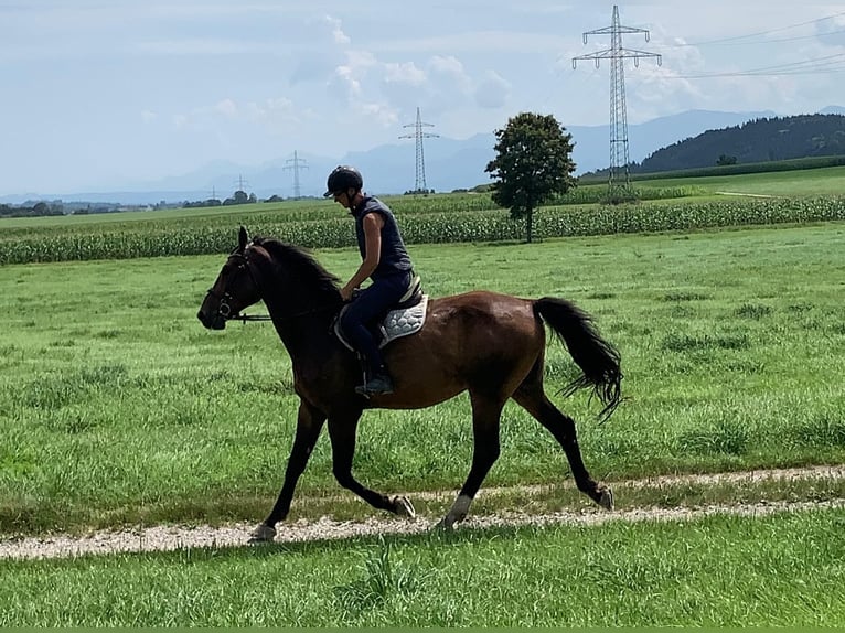 Bavarian Warmblood Gelding 6 years 17,2 hh Brown in Bruckmühl