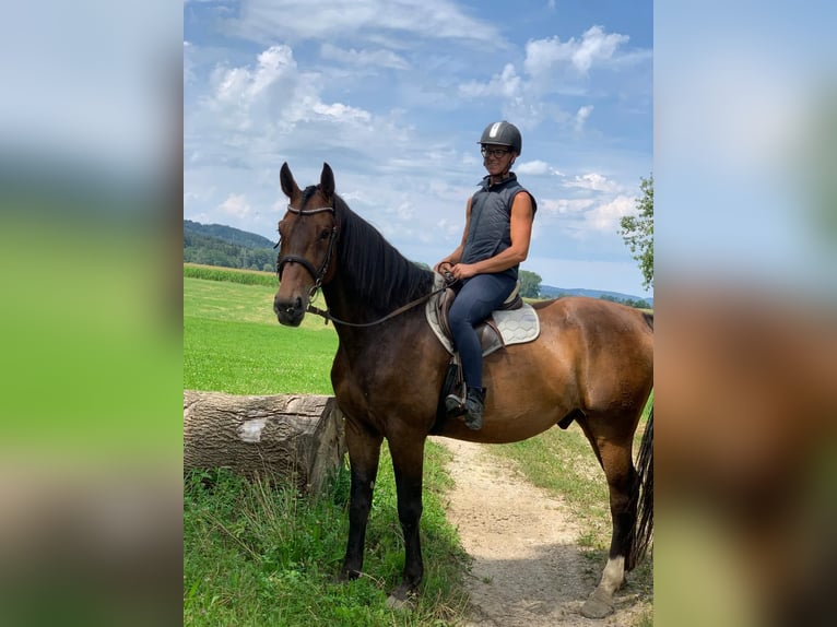 Bavarian Warmblood Gelding 6 years 17,2 hh Brown in Bruckmühl