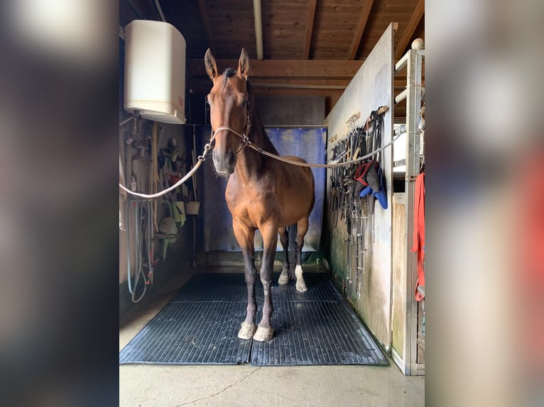 Bavarian Warmblood Gelding 6 years 17,2 hh Brown in Bruckmühl