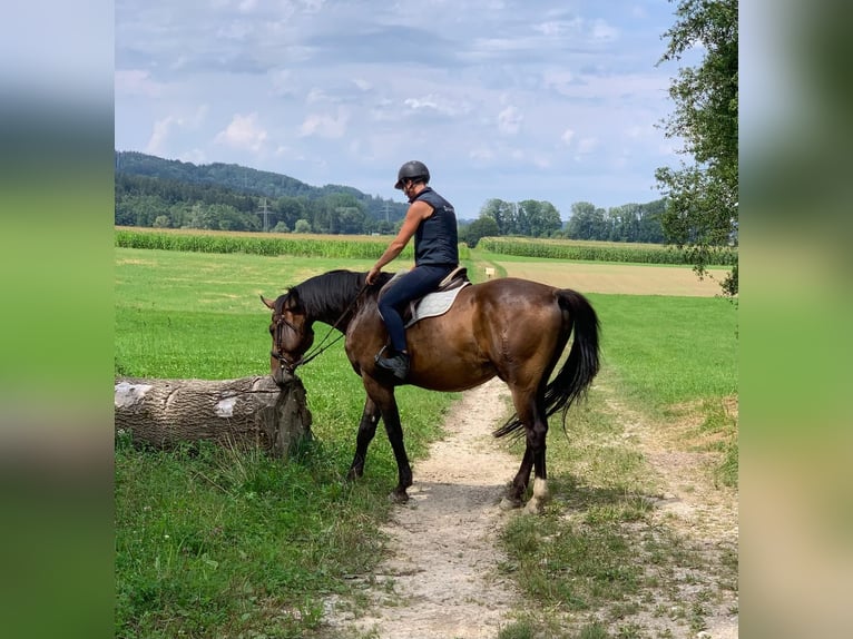 Bavarian Warmblood Gelding 6 years 17,2 hh Brown in Bruckmühl