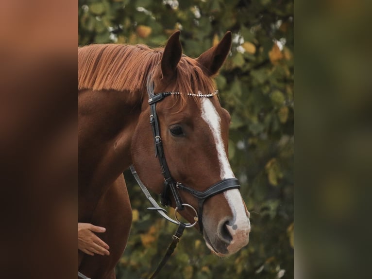 Bavarian Warmblood Gelding 6 years 17 hh Chestnut in Gersthofen