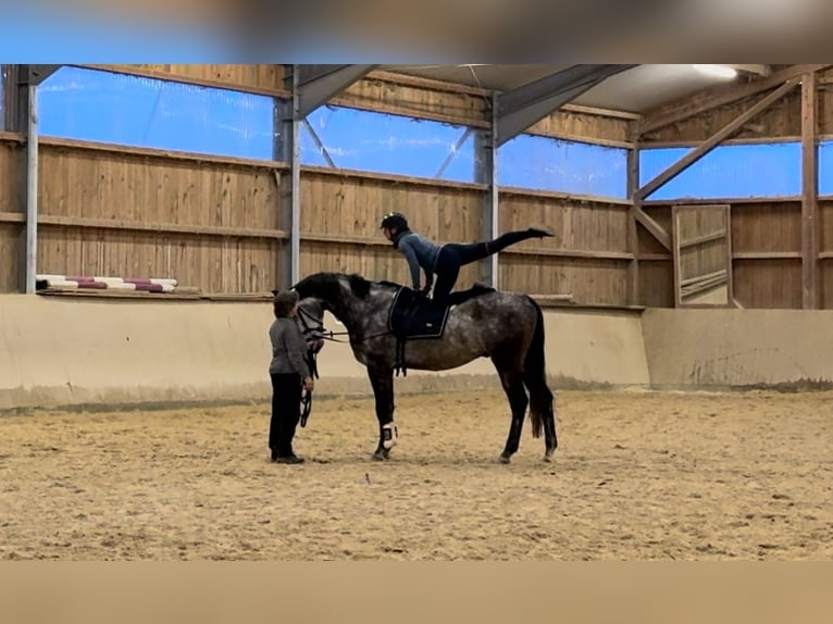 Bavarian Warmblood Gelding 6 years 17 hh Gray in Kraiburg am Inn