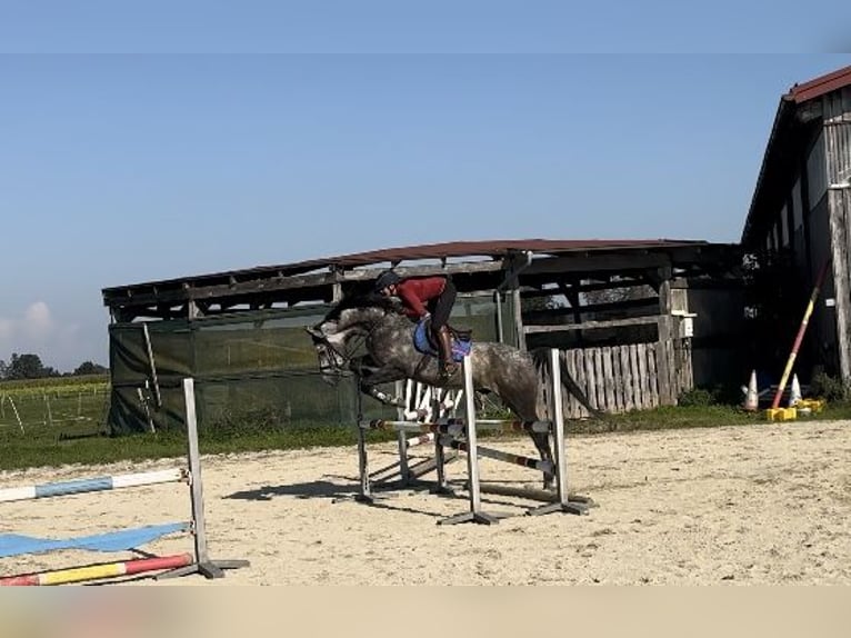 Bavarian Warmblood Gelding 6 years 17 hh Gray in Kraiburg am Inn