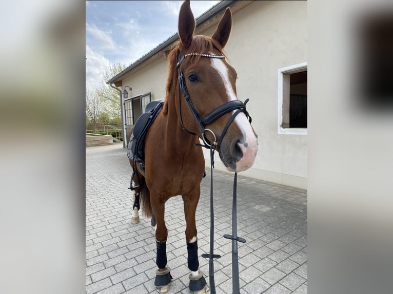 Bavarian Warmblood Gelding 6 years 17,1 hh Chestnut in Gersthofen