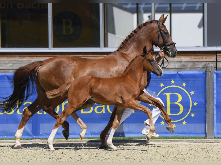 Bavarian Warmblood Gelding 6 years 17,1 hh Chestnut in Gersthofen
