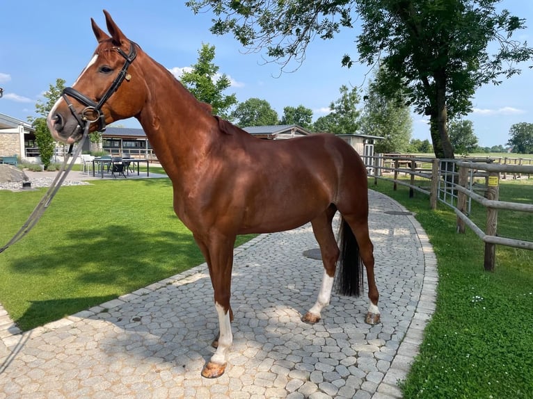 Bavarian Warmblood Gelding 6 years 17,1 hh Chestnut in Gersthofen