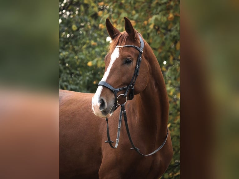 Bavarian Warmblood Gelding 6 years 17,1 hh Chestnut in Gersthofen