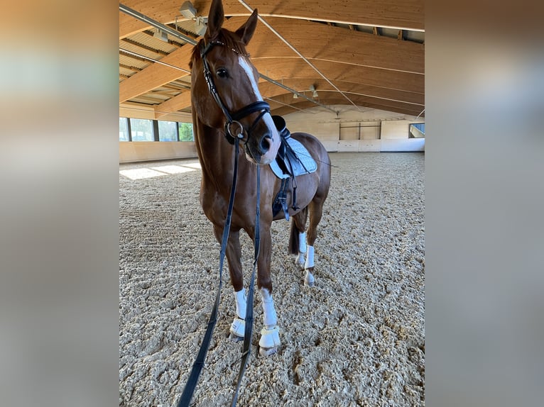 Bavarian Warmblood Gelding 6 years 17,1 hh Chestnut in Gersthofen