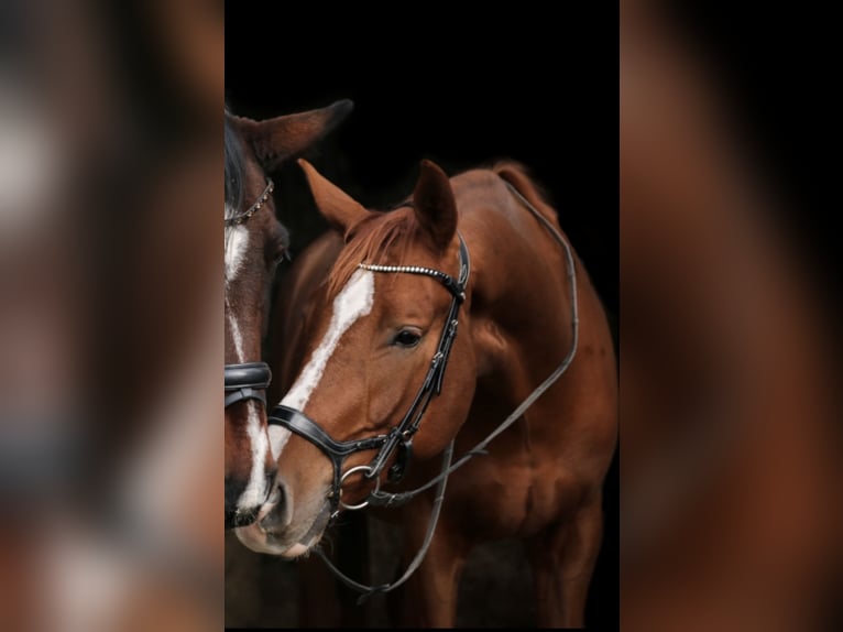 Bavarian Warmblood Gelding 6 years 17,1 hh Chestnut in Gersthofen