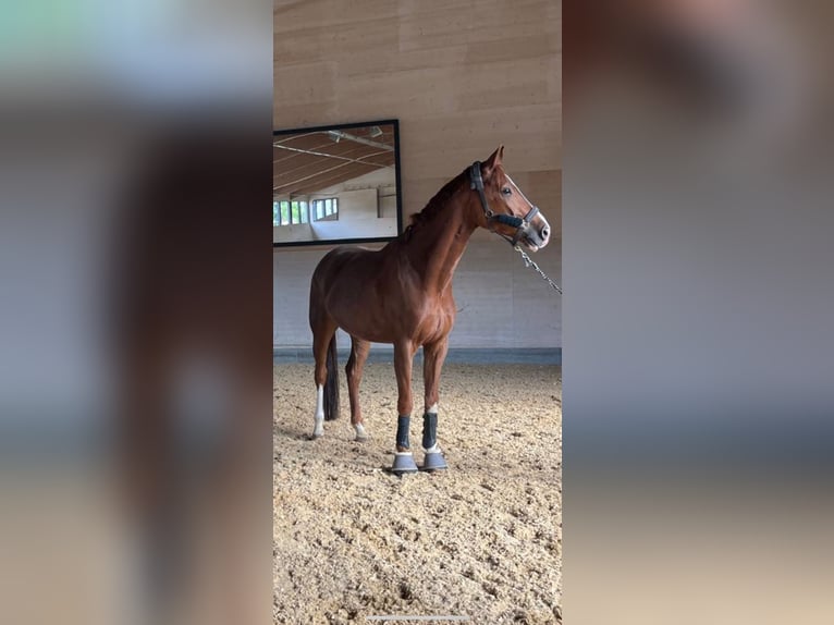 Bavarian Warmblood Gelding 6 years 17,1 hh Chestnut in Gersthofen