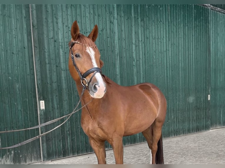 Bavarian Warmblood Gelding 6 years 17,1 hh Chestnut in Gersthofen
