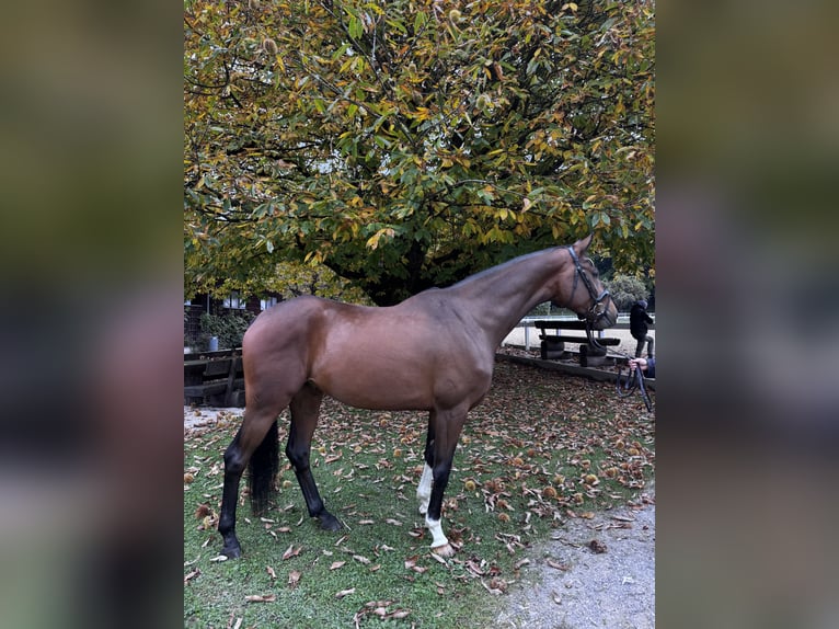Bavarian Warmblood Gelding 6 years Brown in Neubeuern