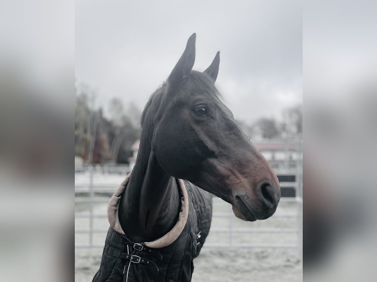 Bavarian Warmblood Gelding 7 years 16,1 hh Bay-Dark in Schondorf am Ammersee