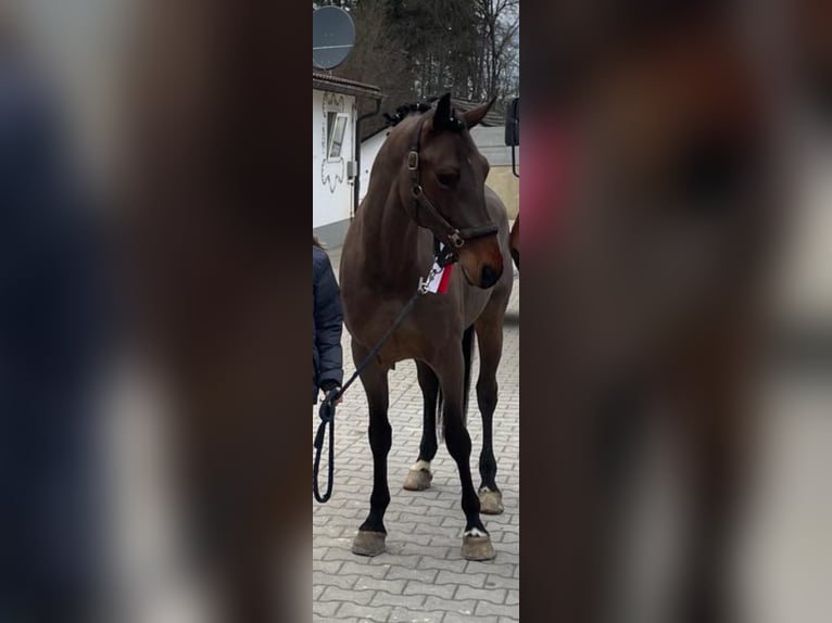 Bavarian Warmblood Gelding 7 years 16,1 hh Bay-Dark in Schondorf am Ammersee