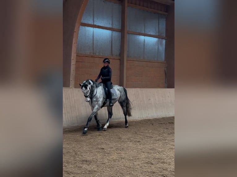 Bavarian Warmblood Gelding 7 years 16,2 hh Gray-Dapple in Schnaitsee