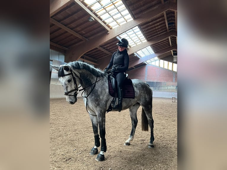 Bavarian Warmblood Gelding 7 years 16,2 hh Gray-Dapple in Schnaitsee