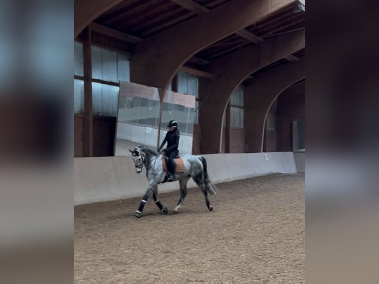 Bavarian Warmblood Gelding 7 years 16,2 hh Gray-Dapple in Schnaitsee