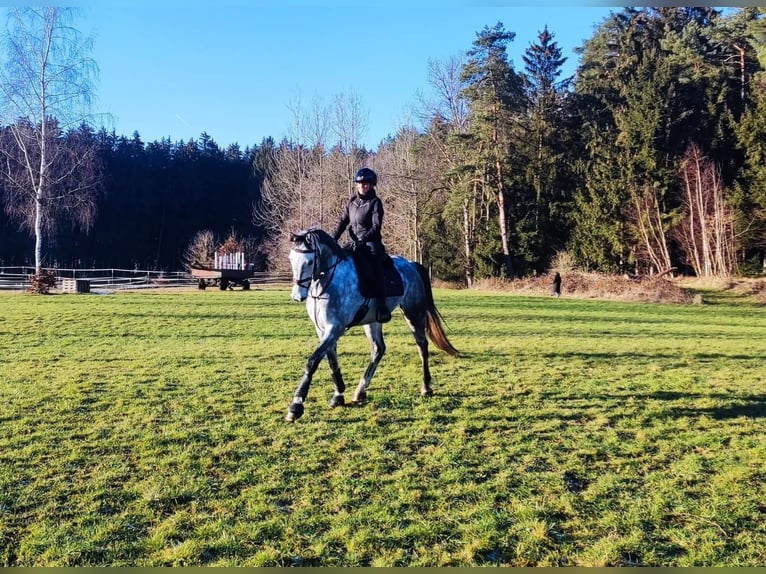 Bavarian Warmblood Gelding 7 years 16,2 hh Gray-Dapple in Schnaitsee