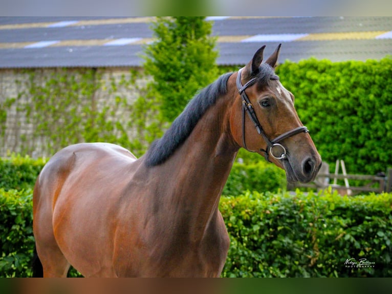 Bavarian Warmblood Gelding 7 years 16 hh Brown in londerzeel
