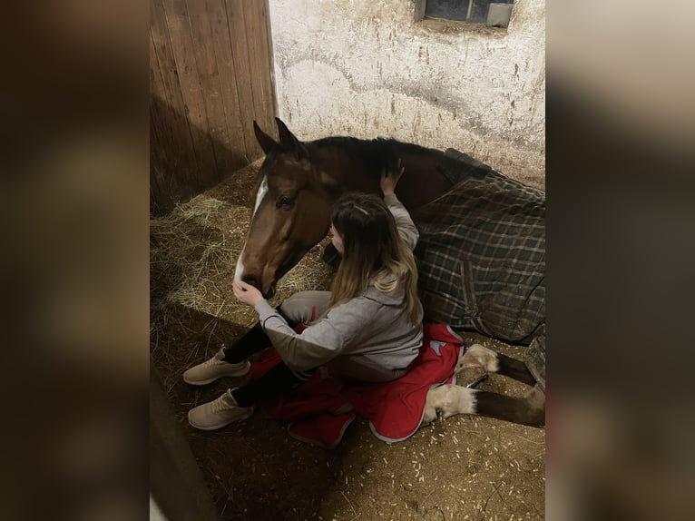 Bavarian Warmblood Gelding 7 years 16 hh Brown in Salzburg