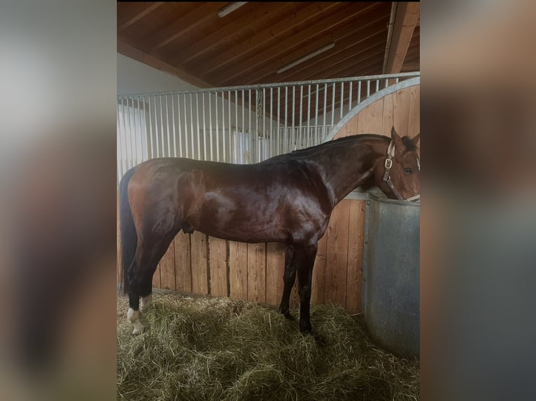 Bavarian Warmblood Gelding 7 years 16 hh Brown in Salzburg